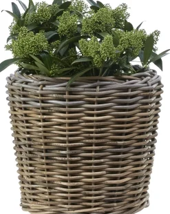 Zada Kruka 30 x 34 cm